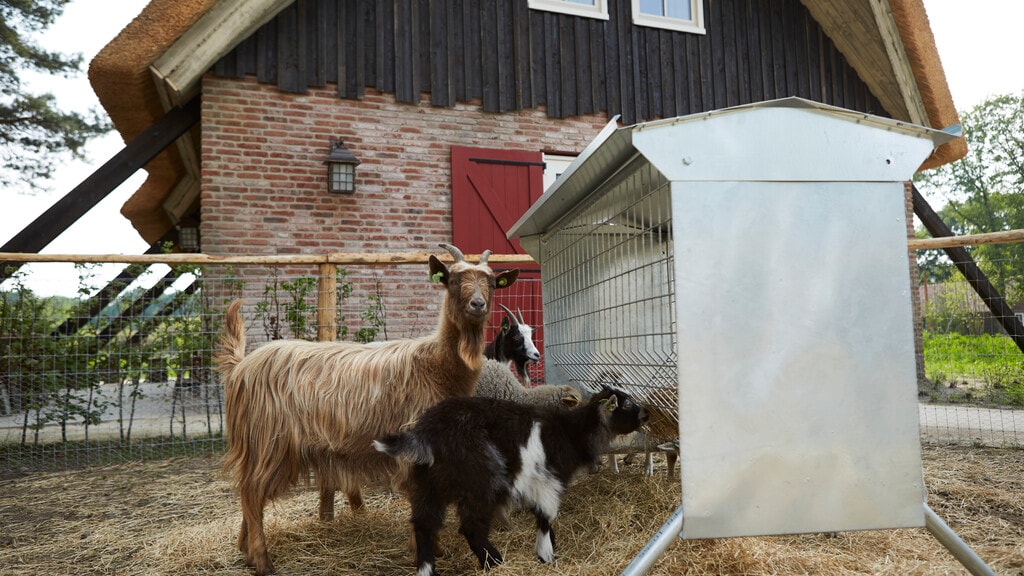 Geiten in Kinderboerderij de Hooimijt in Efteling Loonsche Land