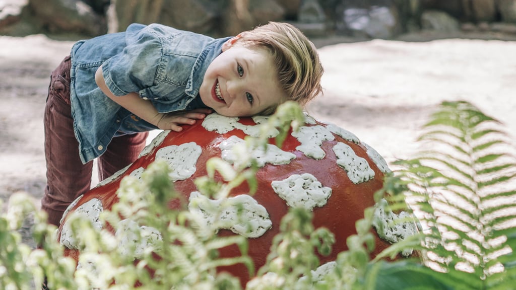 Le Bois des Contes