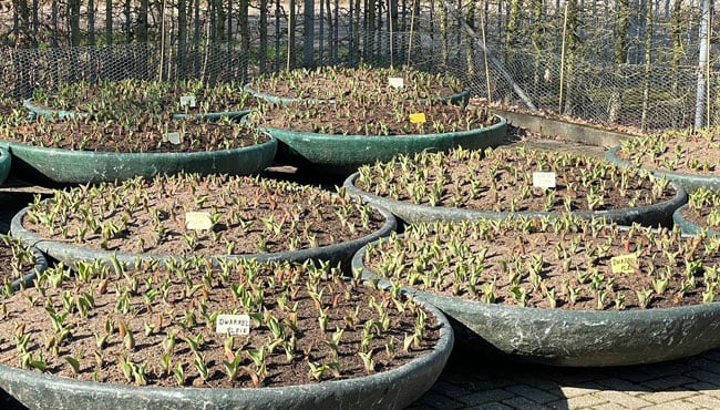 Plantenbakken voor planten van het Dwarrel Plein