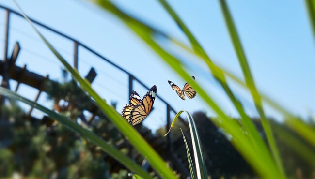 foto van vlinders met achtbaan op de achtergrond