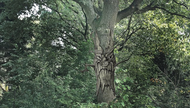 Impressie babbelboom Kniesoor