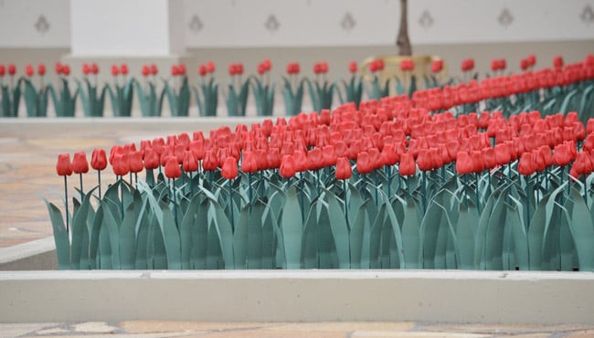 De tulpen van de Fakir staan omhoog