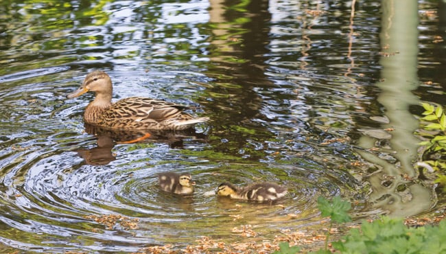 Eendjes zwemmen in een vijver in de Efteling