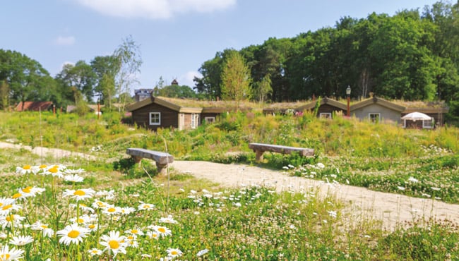 De heide van Vakantiepark Efteling Loonsche Land