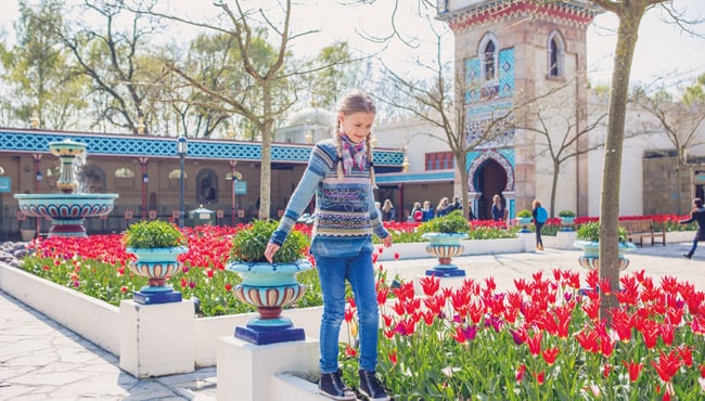 Tulpen in volle bloei bij de Fata Morgana