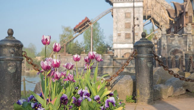 Tulpen in volle bloei bij De Vliegende Hollander