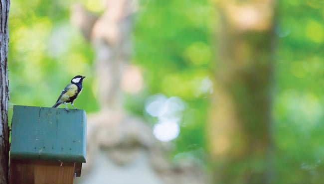 Vogel op een vogelhuisje in Efteling Loonsche Land