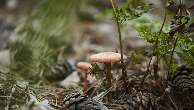 Paddenstoel in natuurgebied Loonsche Land